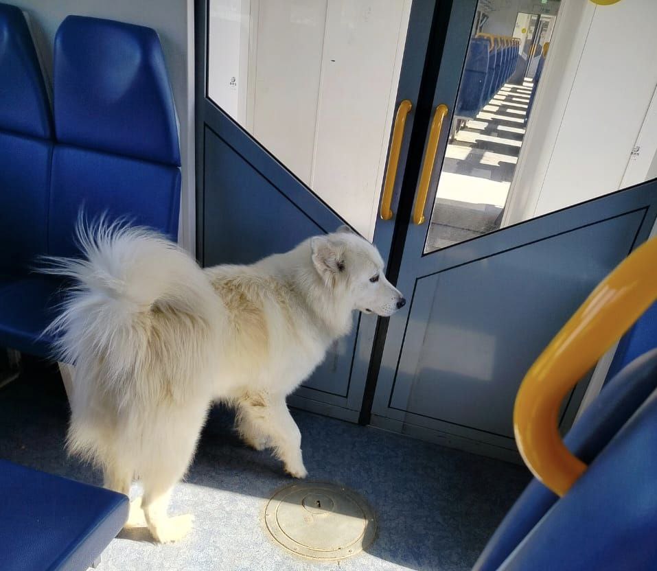 Рони.jpg